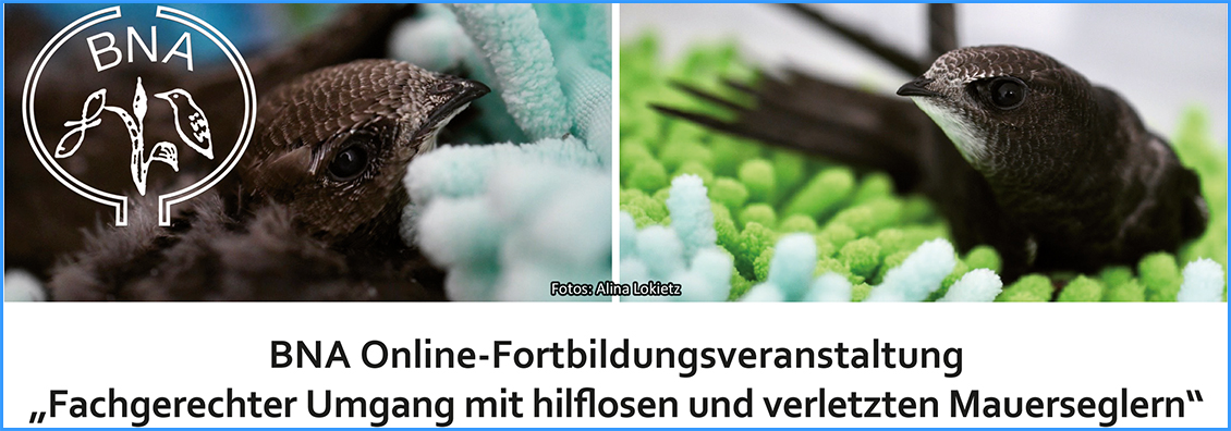 BNA-Onlinefortbildung